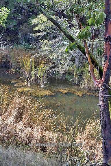 phoenix lake graphic